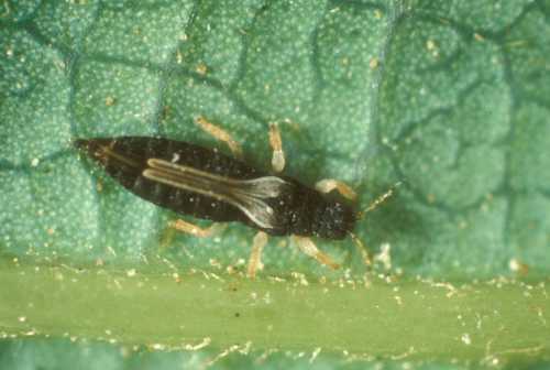 Greenhouse Thrips