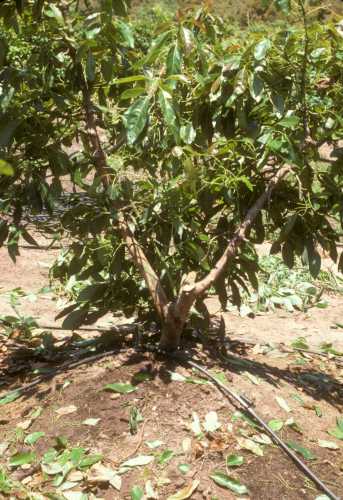 Phytophthora cinnamomi (avocado root rot) replant trial