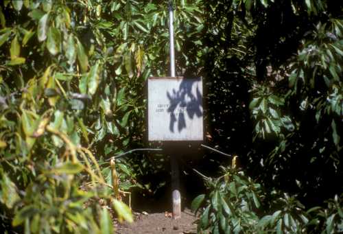 Greenhouse Thrips  monitoring temperature