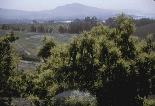 Santa Barbara County, Carpinteria