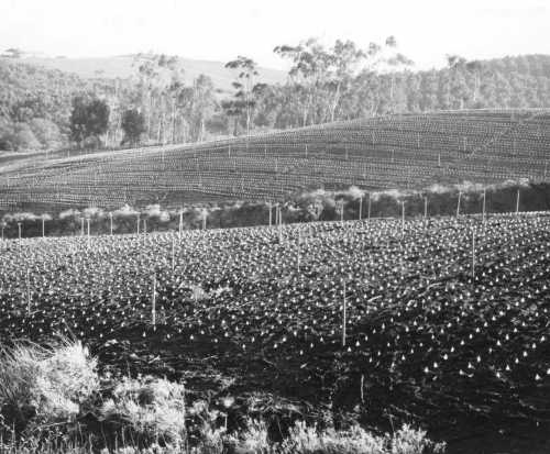 Avocado seed beds in field