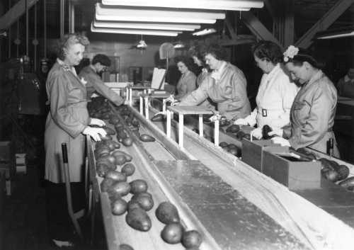 Grading fruit for quality