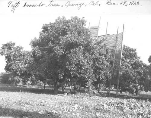 Taft avocado tree