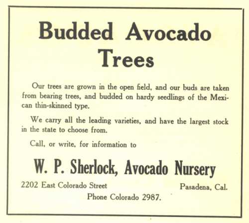 Ad for W. P. Sherlock Avocado Nursery