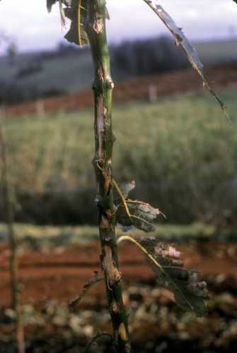 Hail damage to young trees