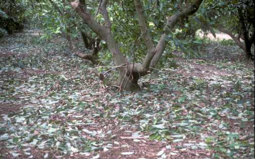 Leaf drop due to wind