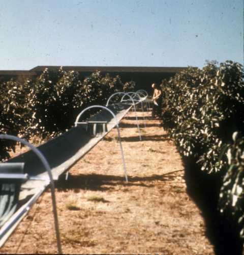 A chute for moving fruit