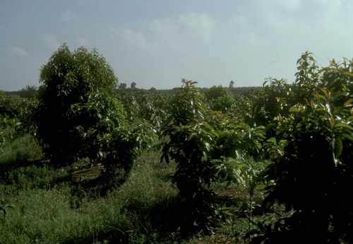 Differences in seedling tree size