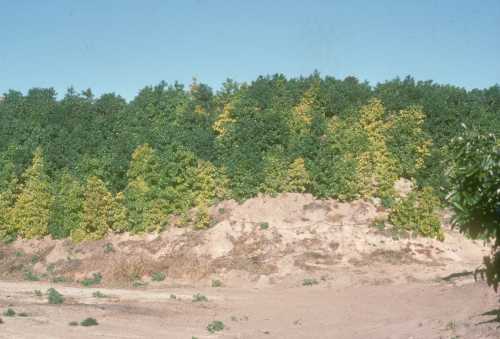 Differences in susceptibility to iron chlorosis