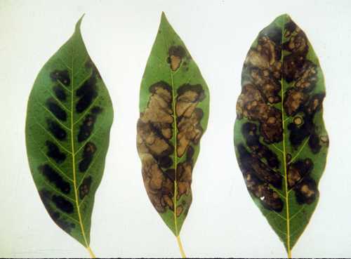 Symptoms (leaf) of Potassium (K) deficiency