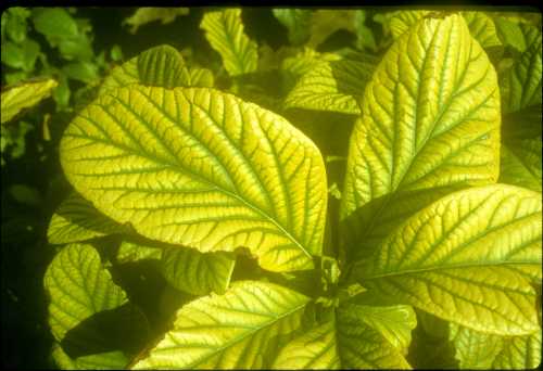 Symptoms (leaf) of iron (Fe) deficiency