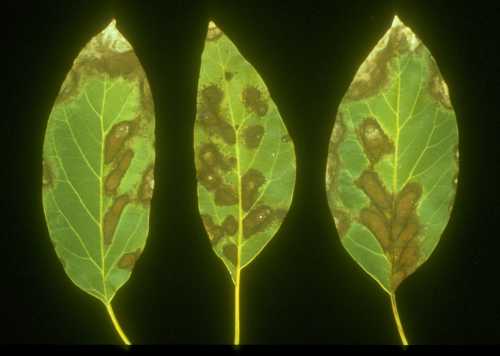 Combined symptoms (leaf) of chloride (Cl) and sodium (Na) toxicity