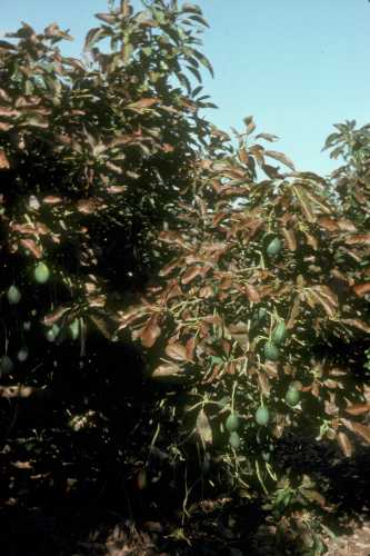 Symptoms (leaf) of potassium chloride (KCl) toxicity