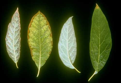 Symptoms (leaf) of Boron (B) toxicity