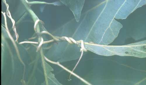 Dodder on avocado branch